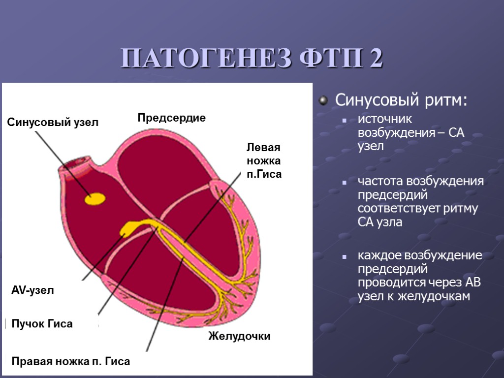 Синусовый узел Предсердие Левая ножка п.Гиса Правая ножка п. Гиса Желудочки AV-узел Пучок Гиса